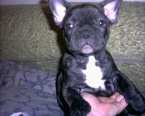 Fransk bulldog Barney of sweet angel - Endnu flere billeder...hmmm billede 5