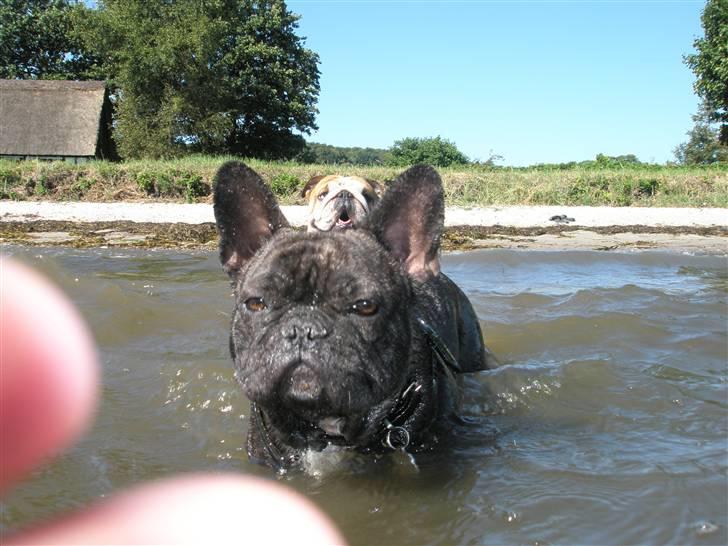 Fransk bulldog Barney of sweet angel - Ude at bade med mors fedtede fingre på linsen ;-) billede 6