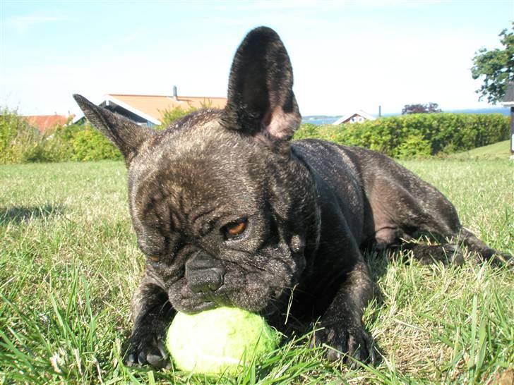 Fransk bulldog Barney of sweet angel - Eeeeelsker tennisbolde. billede 7