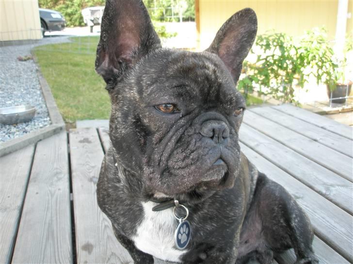 Fransk bulldog Barney of sweet angel - Har fået øje på en fugl. billede 8