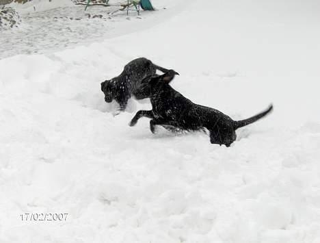 Labrador retriever (Formel 1) Flo - Min bror og jeg i sneen. billede 12