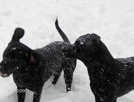 Labrador retriever (Formel 1) Flo - Hehe, vi hygger os rigtig meget billede 13