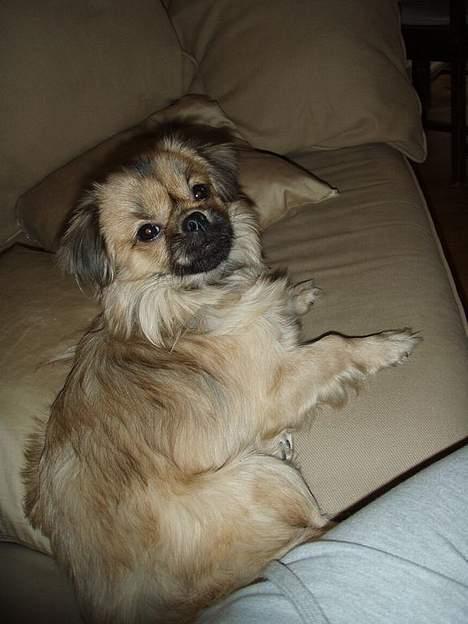 Tibetansk spaniel Popo billede 15