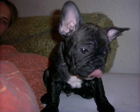 Fransk bulldog Barney of sweet angel billede 9