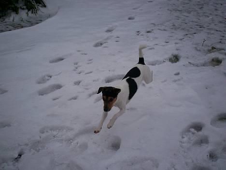 Dansk svensk gaardhund Simba  billede 8