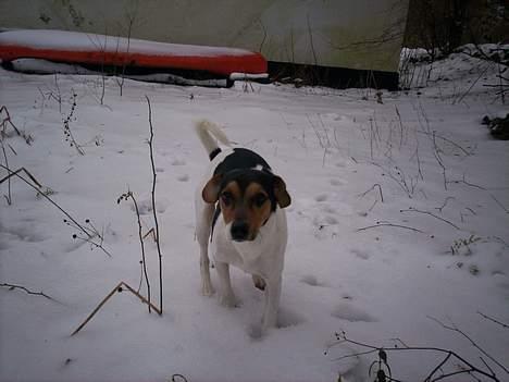 Dansk svensk gaardhund Simba  billede 9