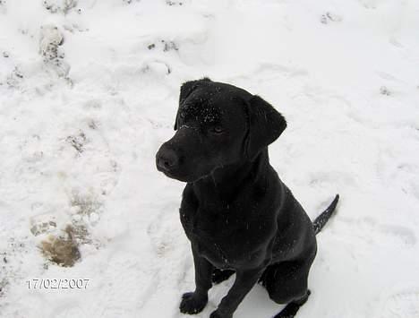 Labrador retriever (Formel 1) Flo - skynd dig nu, det er koldt for måsen. billede 14