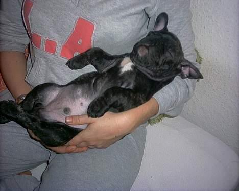 Fransk bulldog Barney of sweet angel - Her ligger jeg bedst! billede 10