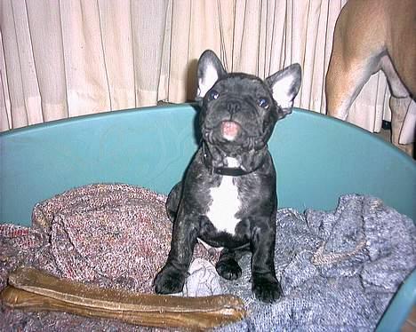 Fransk bulldog Barney of sweet angel - Meget stolt over sit store kødben billede 11