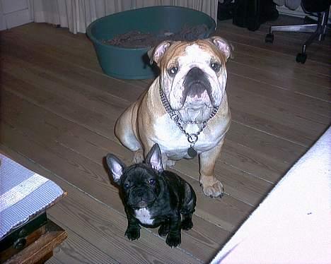 Fransk bulldog Barney of sweet angel billede 12