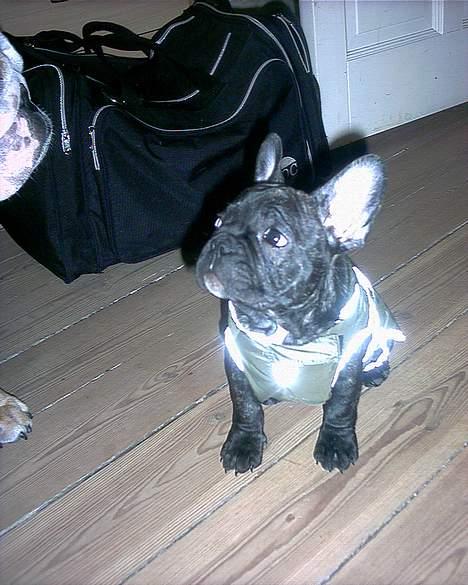 Fransk bulldog Barney of sweet angel - Så har jeg fået en jakke...altså jeg er jo ikke nogen påklædningsdukke... billede 13
