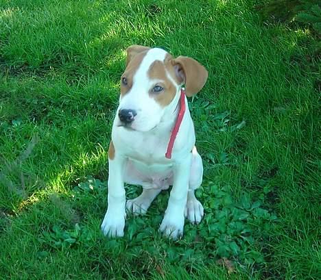 Blanding af racer OSCAR billede 1