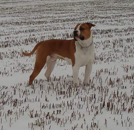 Amerikansk bulldog Holmegaards Scheik billede 6