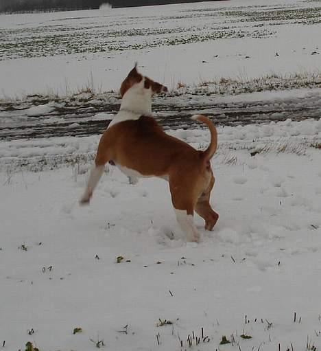 Amerikansk bulldog Holmegaards Scheik billede 7