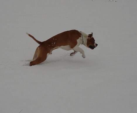 Amerikansk bulldog Holmegaards Scheik billede 8