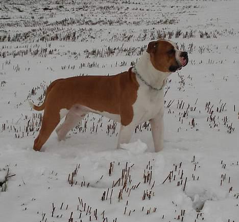 Amerikansk bulldog Holmegaards Scheik billede 9