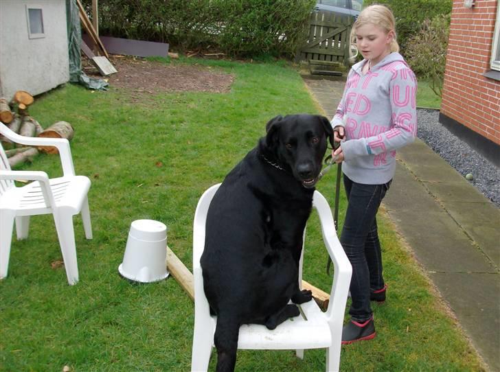 Labrador retriever king ( R.I.P <3 aflivet) - Velkommen til ..Jeg er for lækker billede 1