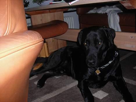 Labrador retriever king ( R.I.P <3 aflivet) - nu er jeg klar er jeg ik bare nuttet<33 P.s der kommer flere billeder billede 2