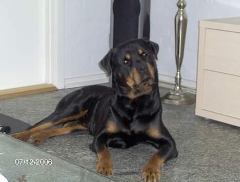 Rottweiler  Basse - Sagde du "ud og gå"? billede 2