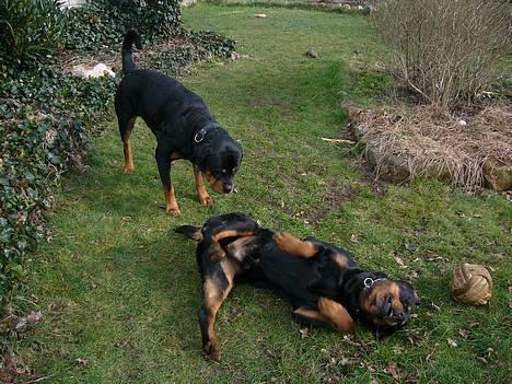 Rottweiler  Basse - Hva fanden har du gang i far,Tænker min dejlige søn Basse "junior" alt imens jeg ruller rundt på græsset billede 3