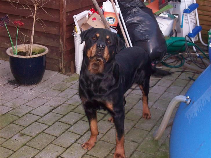 Rottweiler  Basse - Er jeg ikke bare dejlig? billede 4