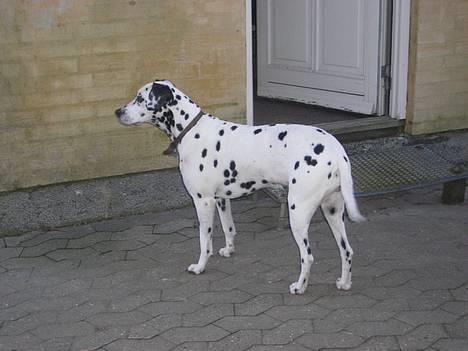 Dalmatiner Perle R.I.P. billede 13