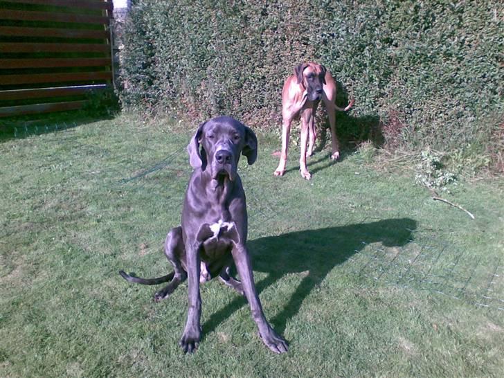 Grand danois Groggy himmelhund - halløj!! billede 12