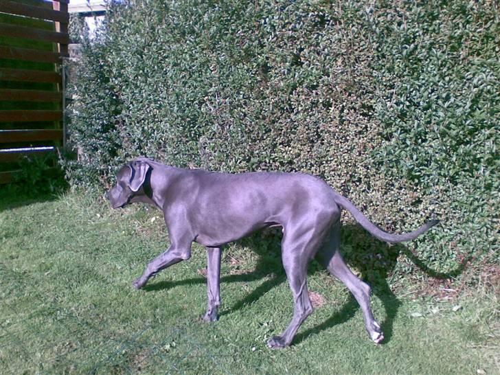 Grand danois Groggy himmelhund billede 13