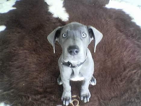 Grand danois Groggy himmelhund - hm ligner jeg en tegnefilmsfigur??? billede 14