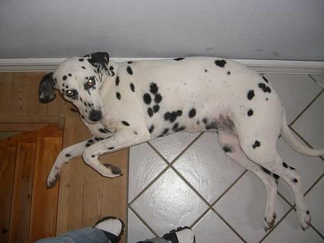 Dalmatiner Perle R.I.P. billede 14