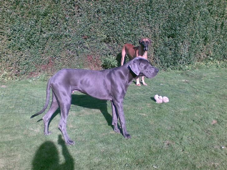 Grand danois Groggy himmelhund - drengene i haven billede 15