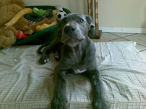 Grand danois Groggy himmelhund billede 16