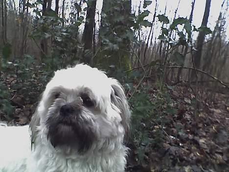 Shih tzu LUI - Her er vi i skoven :-) billede 14