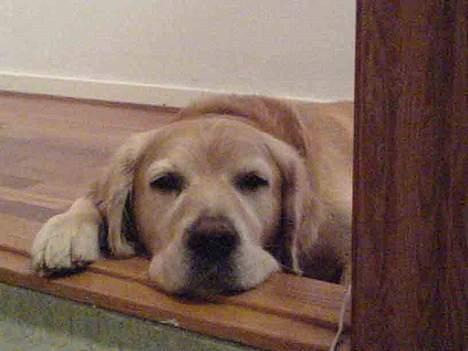 Golden retriever Simba billede 5