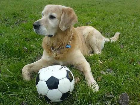 Golden retriever Simba - Simba er helt vild med læder fodbolde... billede 6