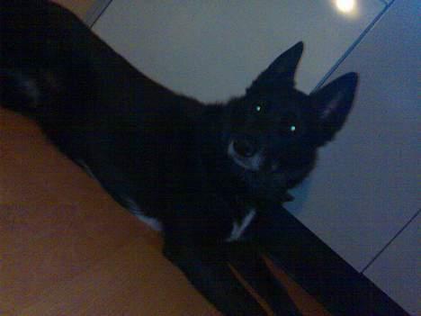 Blanding af racer PepSi billede 3