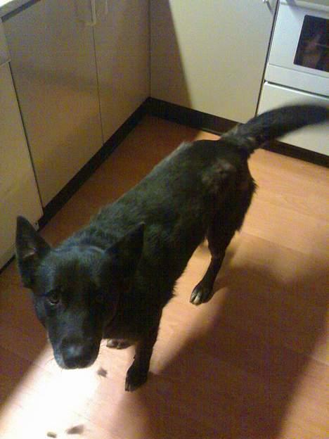 Blanding af racer PepSi billede 4