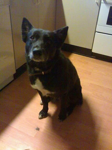 Blanding af racer PepSi billede 5