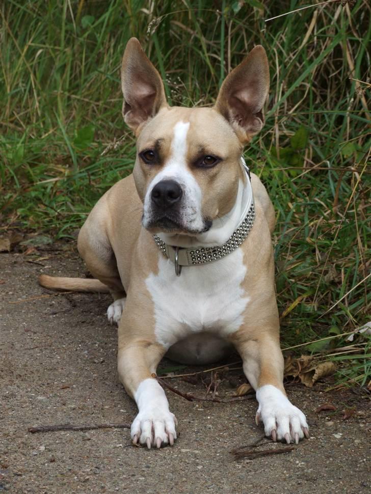 Amerikansk staffordshire terrier Xena - Velkommen til min profil billede 1