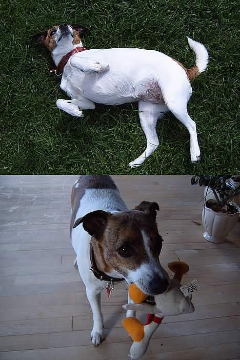 Dansk svensk gaardhund Sitta † ´09 billede 6