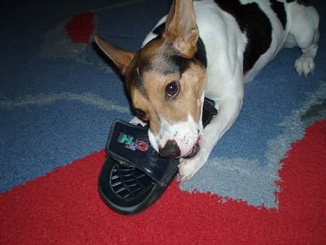 Dansk svensk gaardhund Nickolai - LÆKKERT. den smager som kylling... billede 13