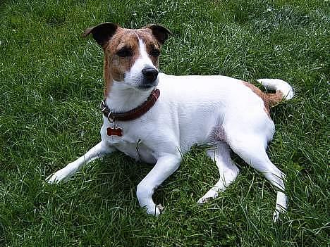 Dansk svensk gaardhund Sitta † ´09 billede 7