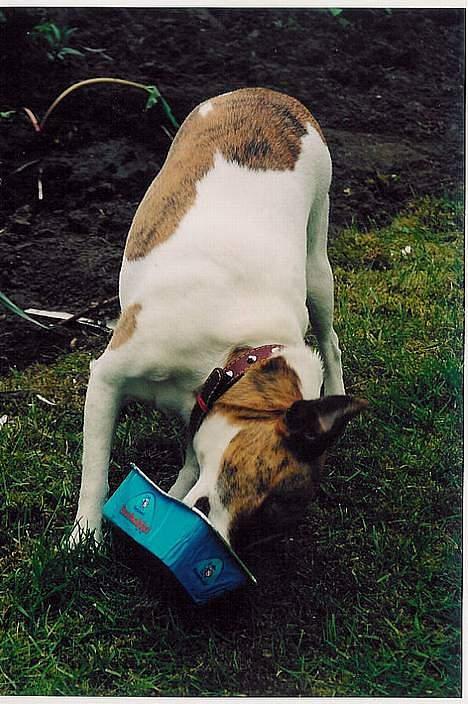 Dansk svensk gaardhund Sitta † ´09 billede 9