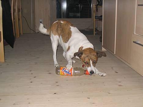 Dansk svensk gaardhund Sitta † ´09 billede 10