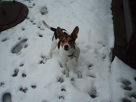 Dansk svensk gaardhund Nickolai - Hallo...! jeg vil gerne ind, her er HUNDEKOLDT.... billede 14