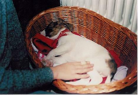 Dansk svensk gaardhund Sitta † ´09 billede 12