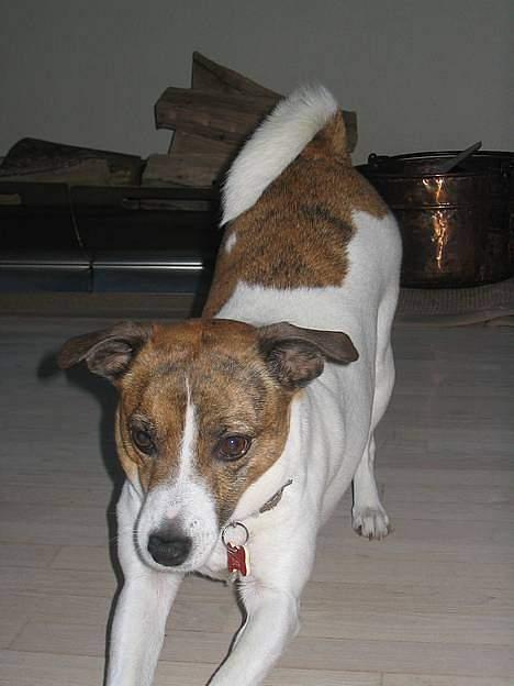 Dansk svensk gaardhund Sitta † ´09 billede 13