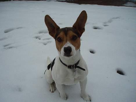 Dansk svensk gaardhund Nickolai - Skynd dig nu mor... min numse er ved at fryse fast... billede 15