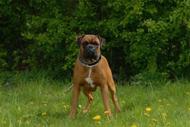 Boxer Aron R.I.P - Mors lille præmietyr billede 1