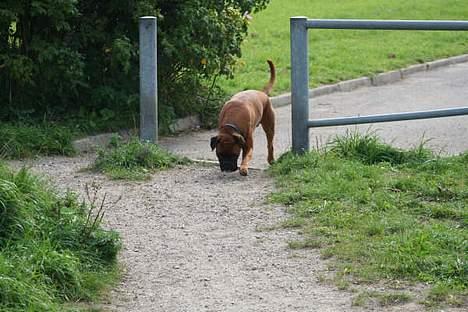 Boxer Aron R.I.P - Arons første gang på hundetræf. Lidt forsigtig billede 2